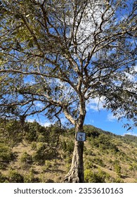 Huge tree in the hill