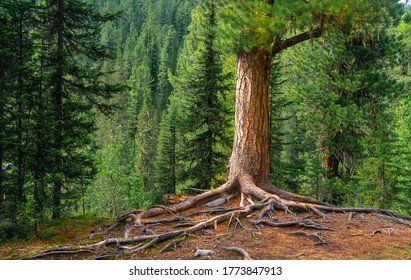 A huge tree with large roots in a mountain forest, Russia, Ergaki