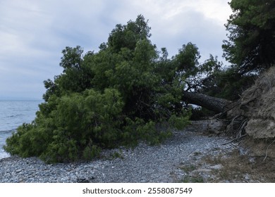 A huge tree lies fallen on a secluded pebble beach by the sea, its branches sprawling across the rocky shore, set against a backdrop of cloudy sky and serene water. - Powered by Shutterstock