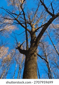 A huge tree piercing into the blue sky