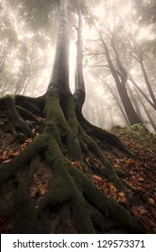 Huge Tree With Roots In A Misty Forest