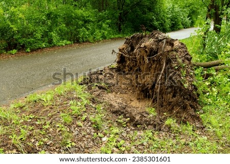 A huge tree was uprooted by the road along the forest after a strong wind. bare roots. danger of strong winds and falling trees
