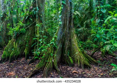 Huge Trees In A Jungle Of Cockscomb Basin Wildlife Sanctuary, Belize