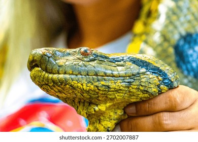 Огромная тропическая змея anaconda boa python в руке в Ирандубе Манаус штате Амазонас, Бразилия.