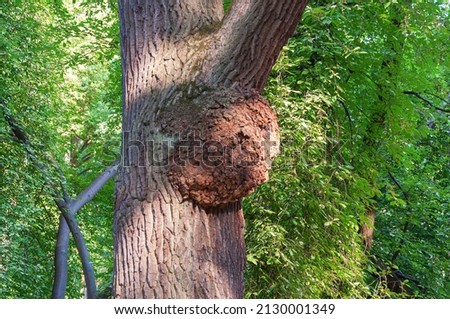 A huge tumor on the trunk of a pine tree. Growth on a diseased tree