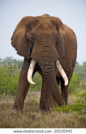 Similar – elephant in Aberdare National Park, Kenya