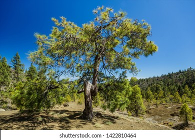 Huge twisted pine tree jn the stony path at upland surrounded by pine trees at sunny day. Clear lue sky. Rocky tracking road in dry mountain area with needle leaf woods. Tenerife - Shutterstock ID 1422810464