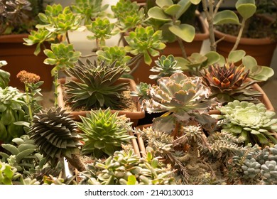 16,618 Greenhouse desert Images, Stock Photos & Vectors | Shutterstock