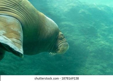 Huge Walrus Swimming N The Water