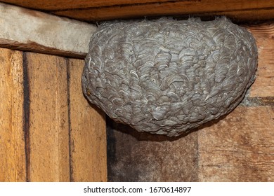 A Huge Wasp Nest Built By Wasps In An Old Wooden House