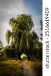 A huge weeping willow tree located along a narrow path in a summer green landscape. Sunlight illuminates the branches hanging down to the ground, creating an atmosphere of peace and comfort in nature.