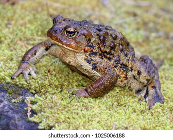 Huge Western Toad