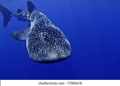 A huge whale shark swims towards the camera