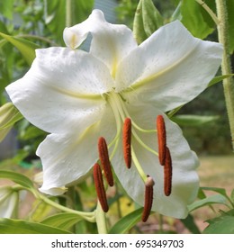 Huge, white oriental lily blooming in the garden