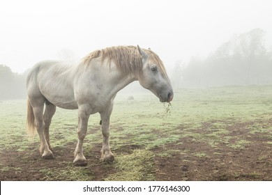 \huge White Percheron Draft Horse