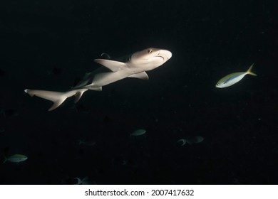 黒い夜海の中の巨大な白いサメは水の中で泳ぐ 野生のサメ 青い海の中の海生物 動物界の観察 メキシコ沿岸のコルテス海でのスキューバダイビングの冒険 の写真素材 今すぐ編集