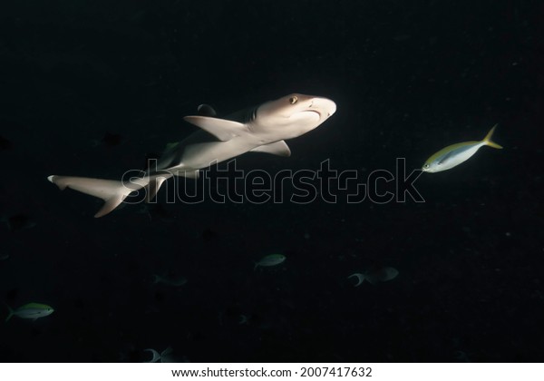 黒い夜海の中の巨大な白いサメは水の中で泳ぐ 野生のサメ 青い海の中の海生物 動物界の観察 メキシコ沿岸のコルテス海でのスキューバダイビングの冒険 の写真素材 今すぐ編集