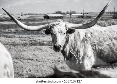 Huge Wide Set Of Horns On Texas Longhorn At Country Home Ranch. Beef Cattle In A Texas Ranch Farm In Black And White Finish On A Nice Sunny Day