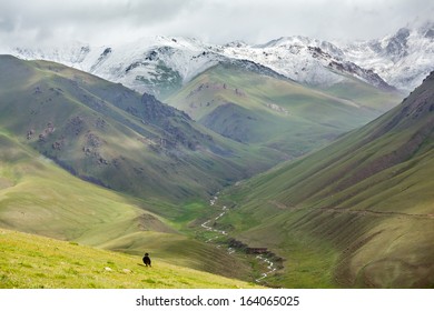 Huge Yak Running Down The Hill, Tien Shan Mountains, Kyrgyzstan