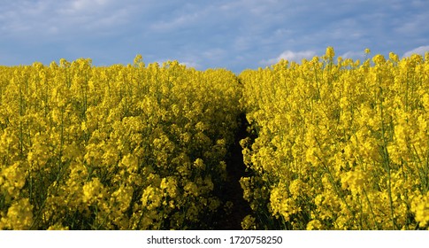 Huge Yellow Rapeseed Field And Dark Blue Sky With Clouds, Rapeseed Field Designed As An Additive To Biofuel, Rapeseed Flower