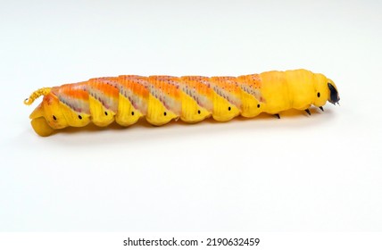 Huge Yellow Red Butterfly Caterpillar Larvae Death Head Acherontia Atropos Hawk Moth Isolated On White Close Up