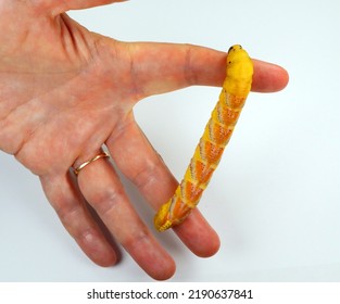 Huge Yellow Red Butterfly Caterpillar Larvae Death Head Acherontia Atropos Hawk Moth On Hand Close Up, Breeding Butterflies