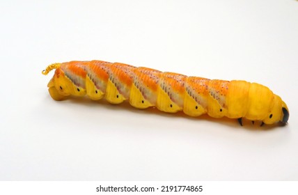 Huge Yellow Red Butterfly Caterpillar Larvae Death Head Acherontia Atropos Hawk Moth Isolated On White Close Up