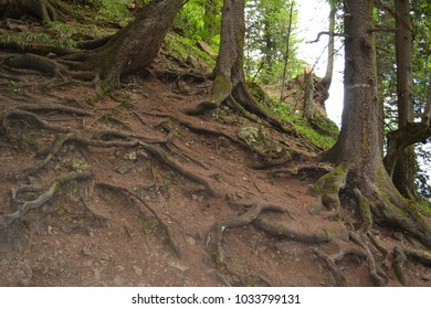 The hugging trees 