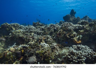 Hugh Coral Reef Near The Surface Of The Ocean