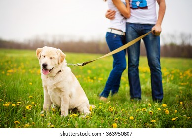 Hugs Man And Woman Walking With Dog Retriever On Spring