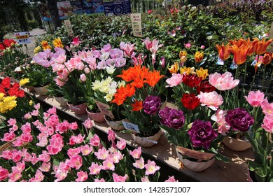 Huis Ten Bosch theme park, Sasebo, Nagasaki, Japan - 13 April 2018: Colorful flowers was sold at a flower shop in an amusement park. A variety of flora was as a symbol for the beginning of spring.