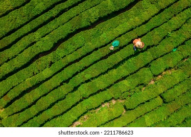 Huizhou, China - APR 2022: The Aerial View Of Farmers Picking Tea In A Tea Garden, Boluo County, Huizhou City, Guangdong Province