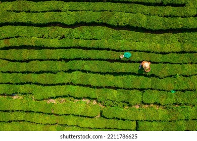 Huizhou, China - APR 2022: The Aerial View Of Farmers Picking Tea In A Tea Garden, Boluo County, Huizhou City, Guangdong Province