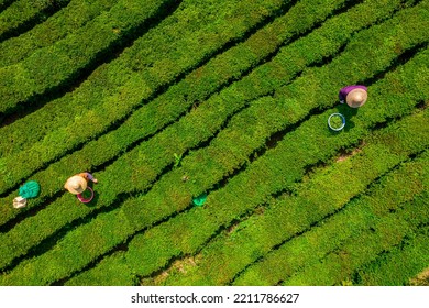 Huizhou, China - APR 2022: The Aerial View Of Farmers Picking Tea In A Tea Garden, Boluo County, Huizhou City, Guangdong Province