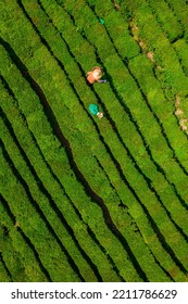 Huizhou, China - APR 2022: The Aerial View Of Farmers Picking Tea In A Tea Garden, Boluo County, Huizhou City, Guangdong Province