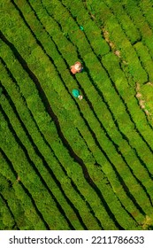 Huizhou, China - APR 2022: The Aerial View Of Farmers Picking Tea In A Tea Garden, Boluo County, Huizhou City, Guangdong Province