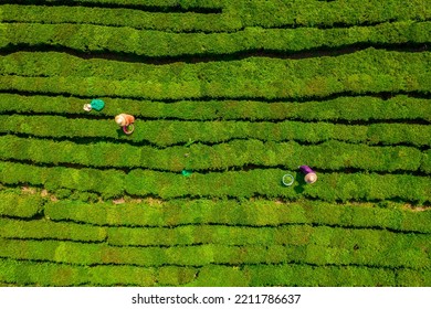 Huizhou, China - APR 2022: The Aerial View Of Farmers Picking Tea In A Tea Garden, Boluo County, Huizhou City, Guangdong Province