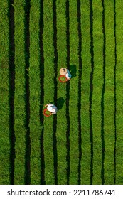 Huizhou, China - APR 2022: The Aerial View Of Farmers Picking Tea In A Tea Garden, Boluo County, Huizhou City, Guangdong Province