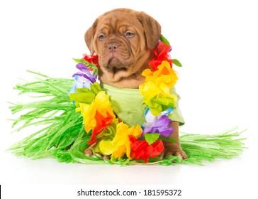 Hula Dog - Dogue De Bordeaux Wearing Grass Skirt And Lei