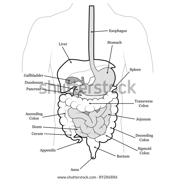 Human Abdomen Organs Stock Photo 89286886 | Shutterstock