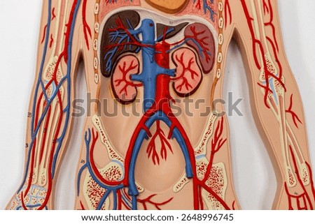 Human Abdominal Circulatory System Model