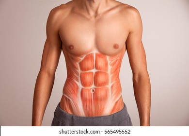 Human Abdominal Muscle.