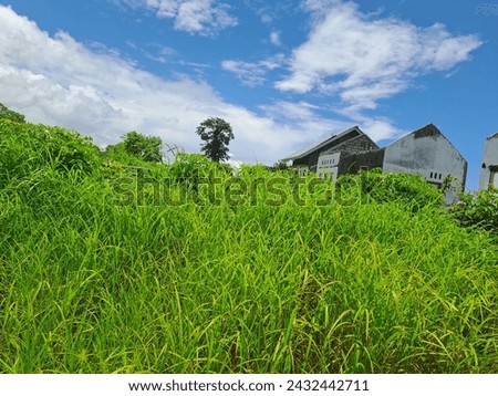 Human activities such as agriculture, plantations, and settlements, can provide suitable environmental conditions for grass to grow. In addition, human activities can also carry grass seeds and spread