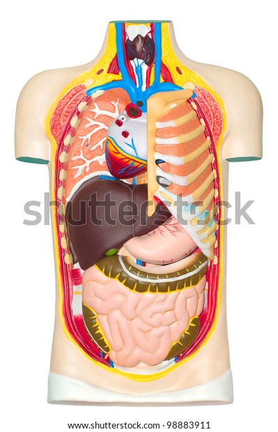 Human Anatomy Dummy Stock Photo (Edit Now) 98883911