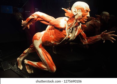 Human Anatomy Exhibition by Gunther von Hagens at Menschen Museum, Körper Welten Berlin, Germany. The anatomist  invented the technique for preserving biological tissue specimens called plastination. 