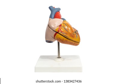 Human Anatomy Heart Plastic Model Isolated On White Background.