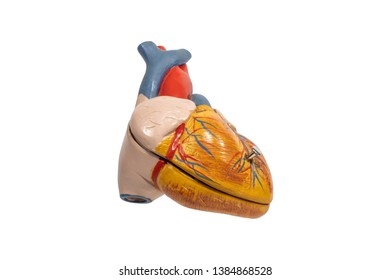 Human Anatomy Heart Plastic Model Isolated On White Background.