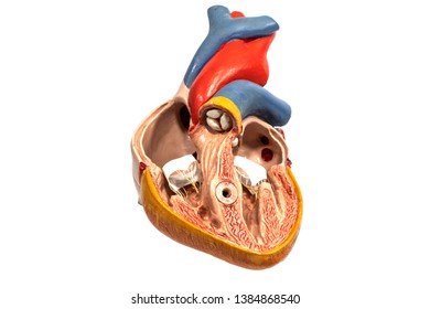 Human Anatomy Heart Plastic Model Isolated On White Background.