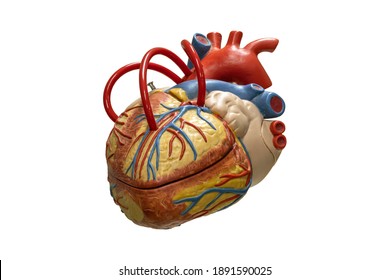 Human Anatomy Heart Plastic Model Isolated On White Background.