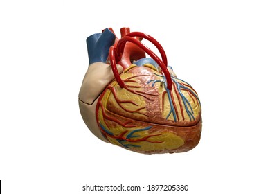 Human Anatomy Heart Plastic Model Isolated On White Background.